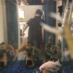 boy looking through a fish tank bowl, see goldfish swimming around